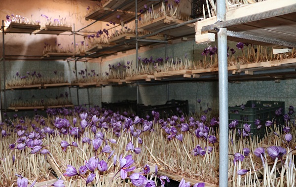 تولید زعفران به روش آیروپونیک در منزل