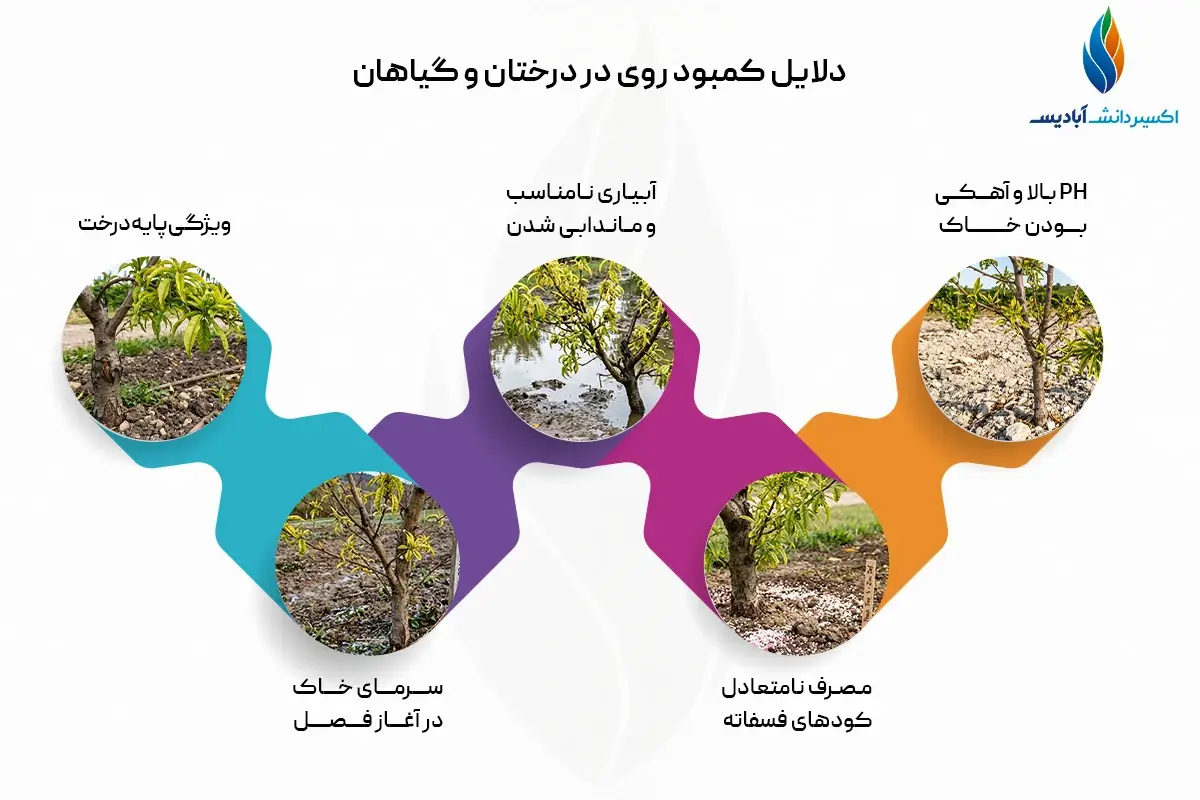 دلایل کمبود روی در درختان و گیاهان