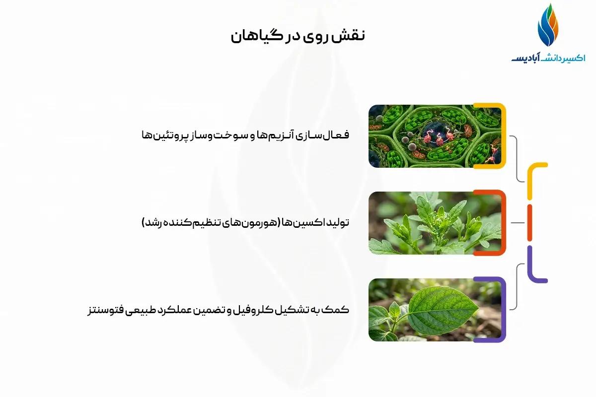 نقش روی در گیاهان
