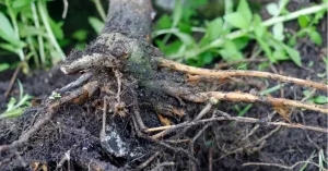 درمان پوسیدگی ریشه درخت 