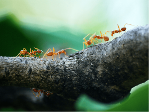 مبارزه با مورچه در باغ 