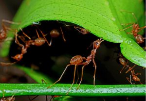 از بین بردن مورچه در خاک باغچه
