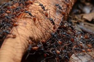 مبارزه با مورچه در باغ، تأثیرات مخرب مورچه‌ها