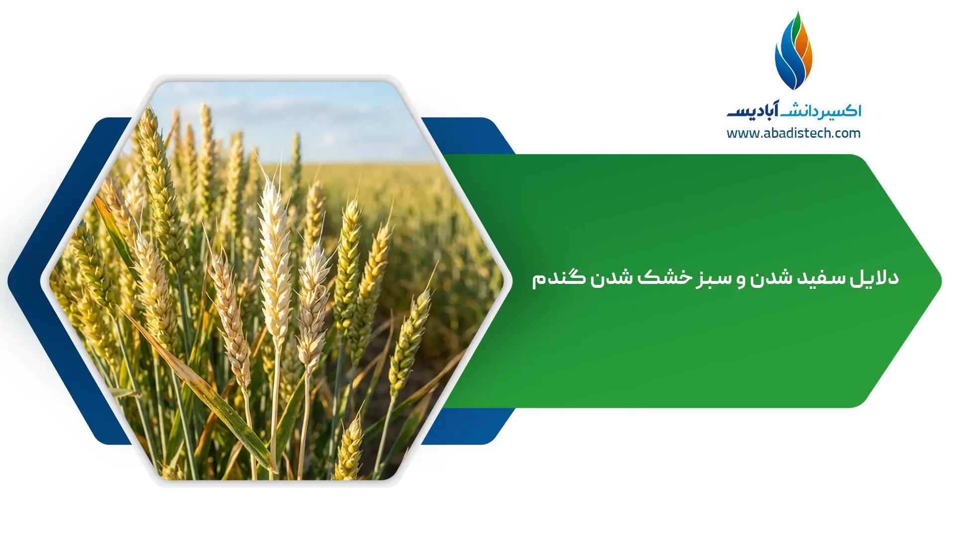 علت سفید شدن و سبز خشک شدن خوشه گندم