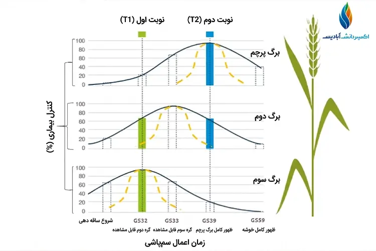 بهترین زمان سمپاشی زنگ زرد گندم
