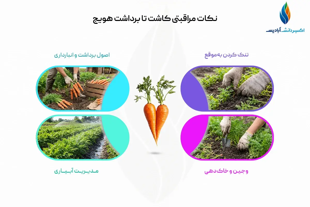 نکات مراقبتی کاشت تا برداشت هویج