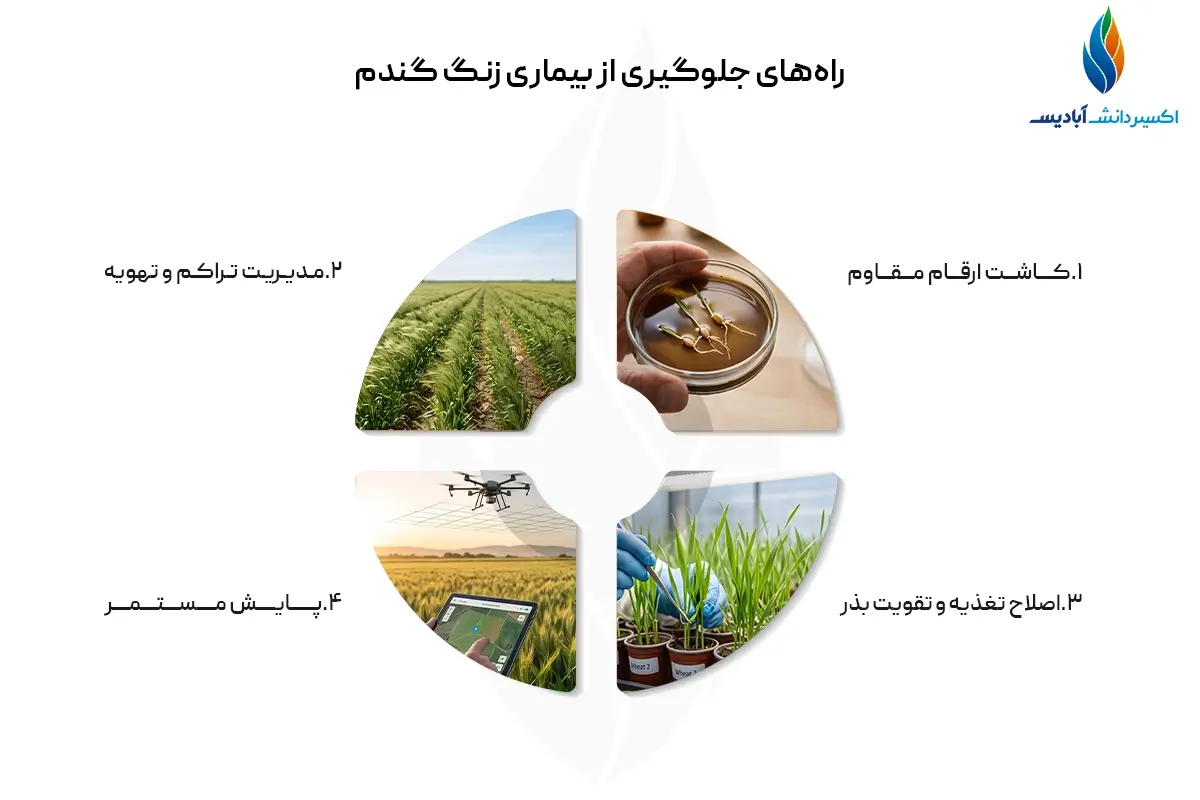 راه های جلوگیری از بیماری زنگ گندم