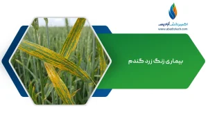 بیماری زنگ زرد گندم