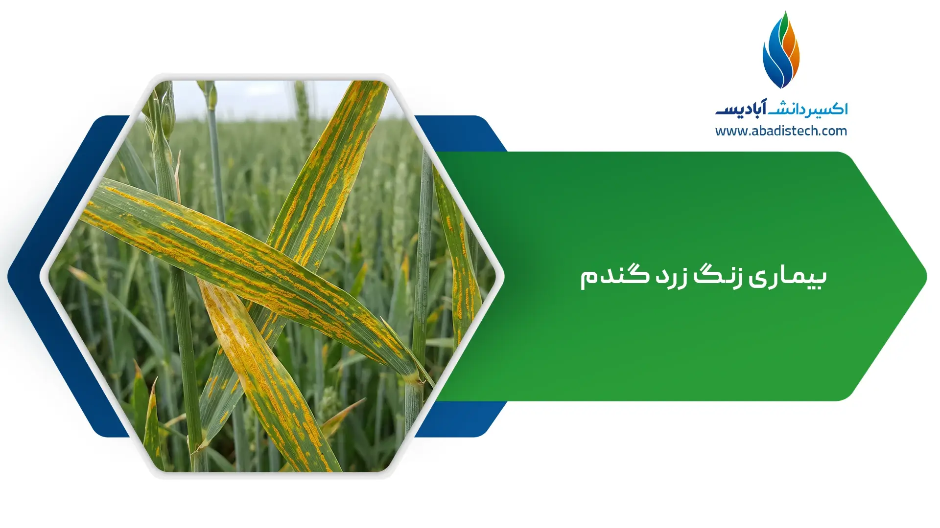 بیماری زنگ زرد گندم