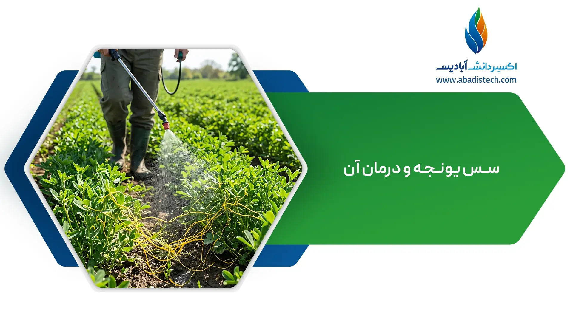 سس یونجه و درمان آن