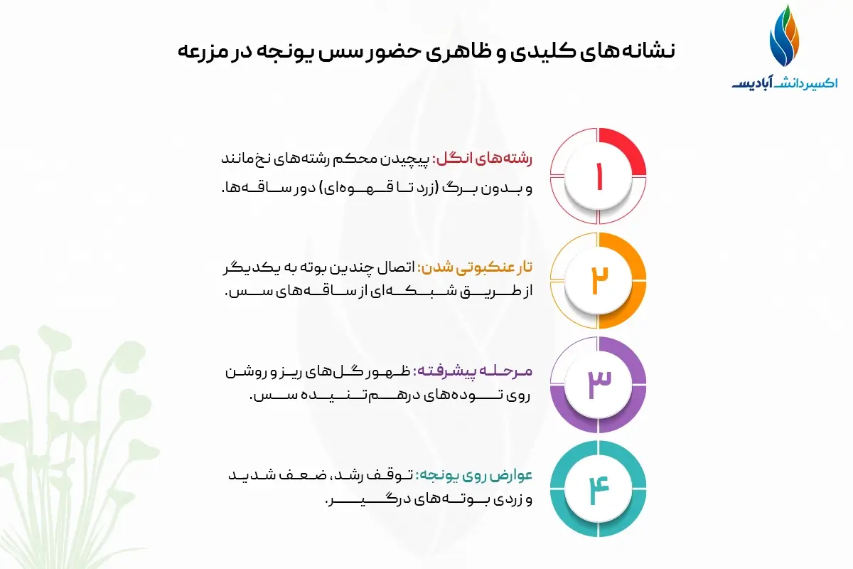علائم حضور سس در مزرعه یونجه