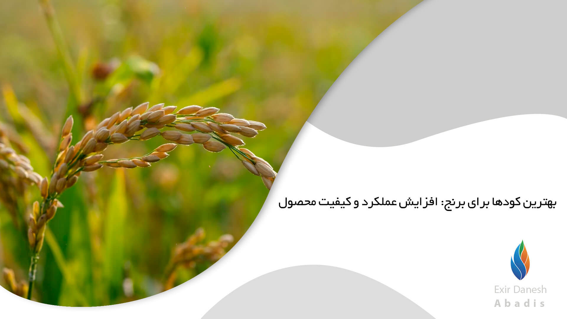 بهترین کودها برای برنج: افزایش عملکرد و کیفیت محصول