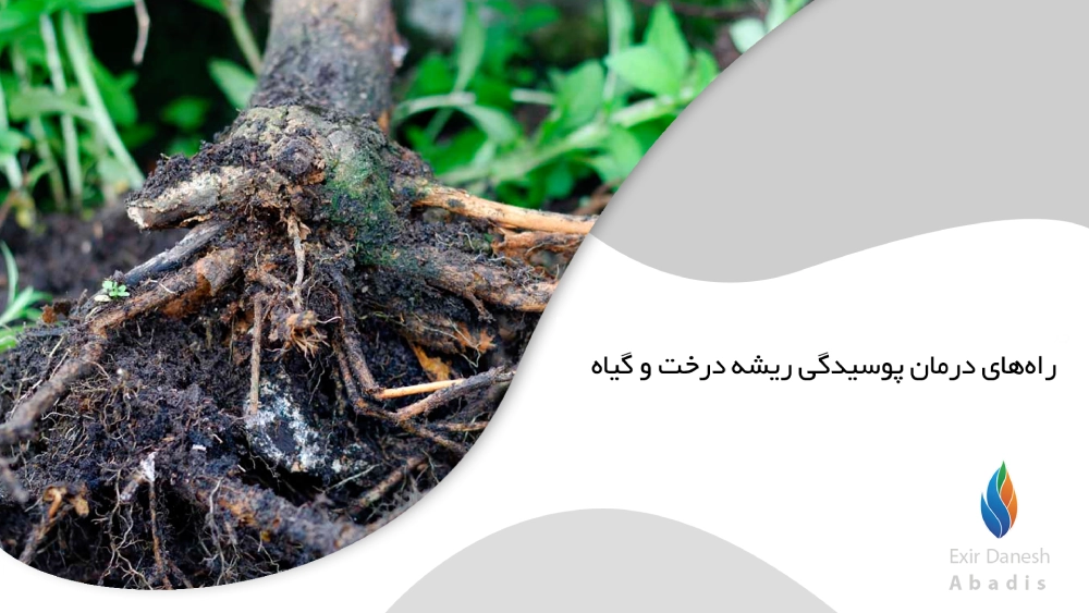 راه‌های درمان پوسیدگی ریشه درخت و گیاه