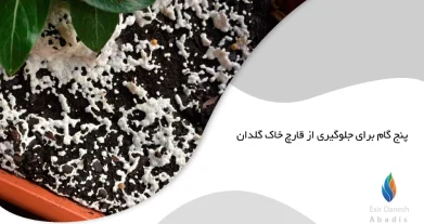 پنج گام برای جلوگیری از قارچ خاک گلدان