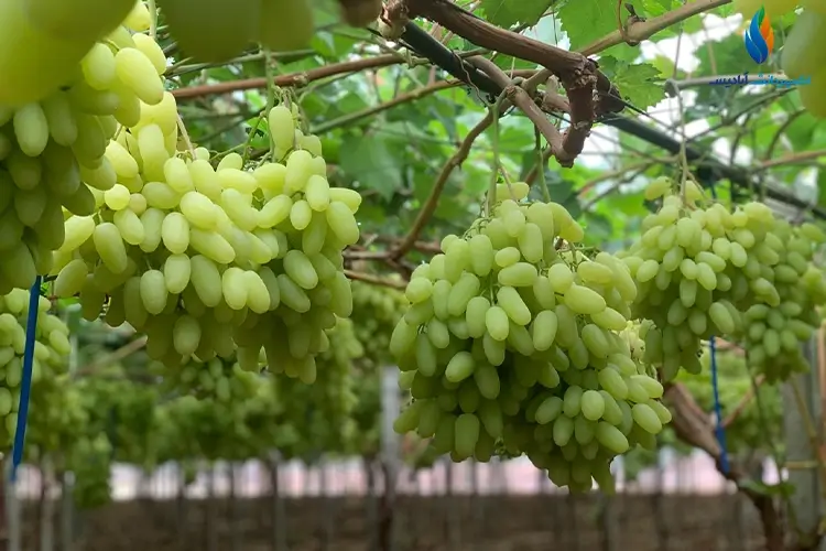 بهترین کود آمینو اسید برای درختان انگور
