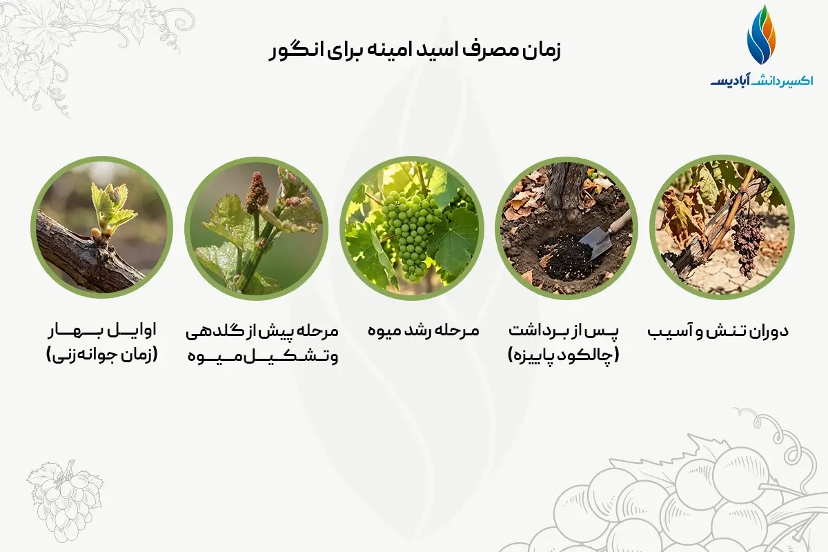 زمان مصرف کود اسید امینه برای انگور