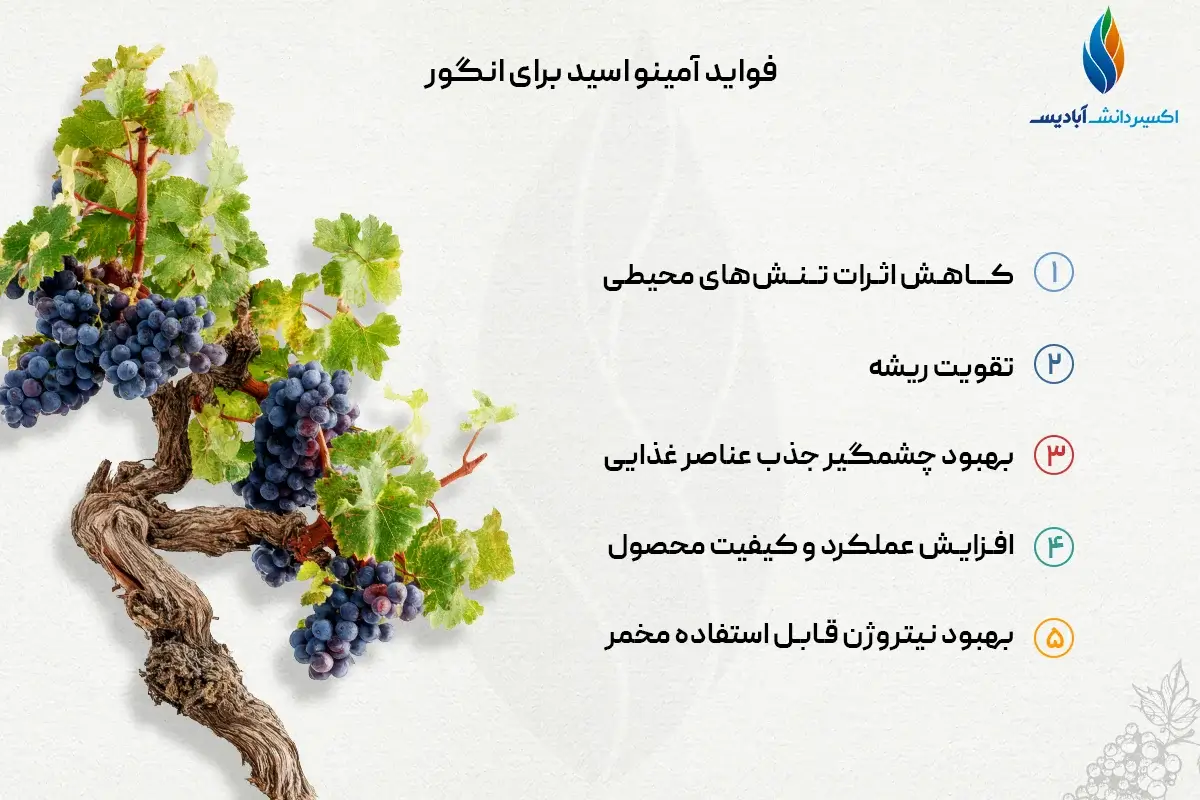 فواید آمینو اسید برای درخت انگور