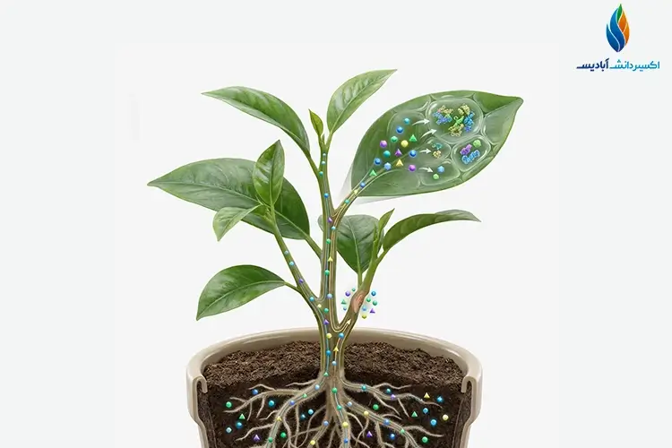 نحوه مصرف اسید آمینه برای انگور
