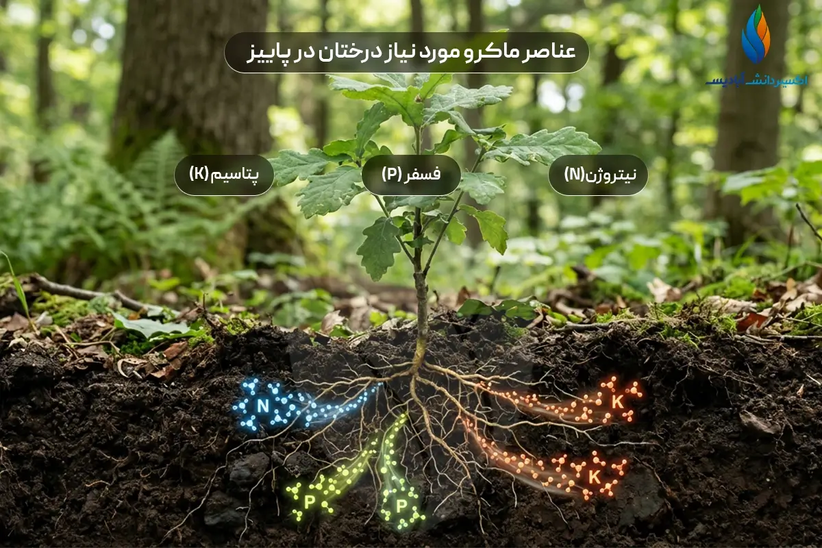 عناصر مورد نیاز درختان در پاییز