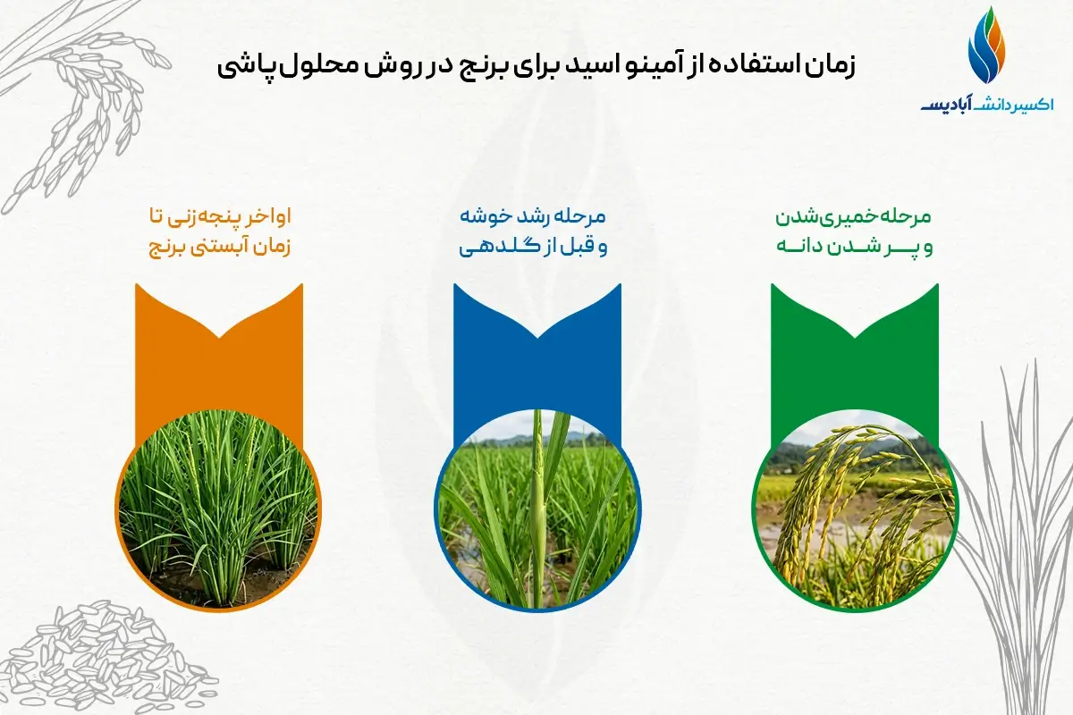 زمان استفاده از آمینو اسید برای برنج در روش محلول پاشی