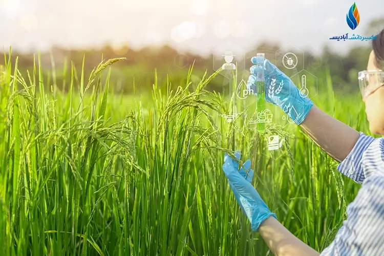 فواید آمینو اسید برای برنج