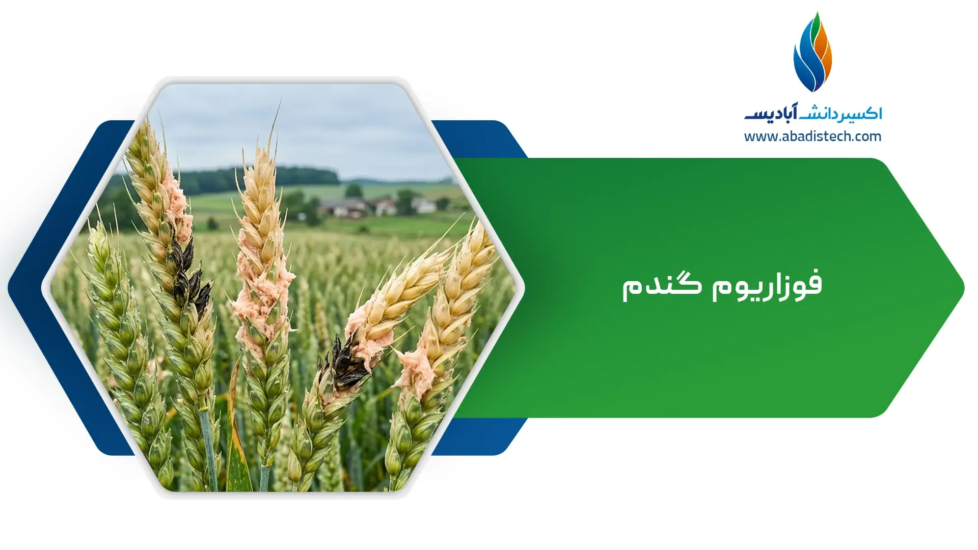 فوزاریوم گندم