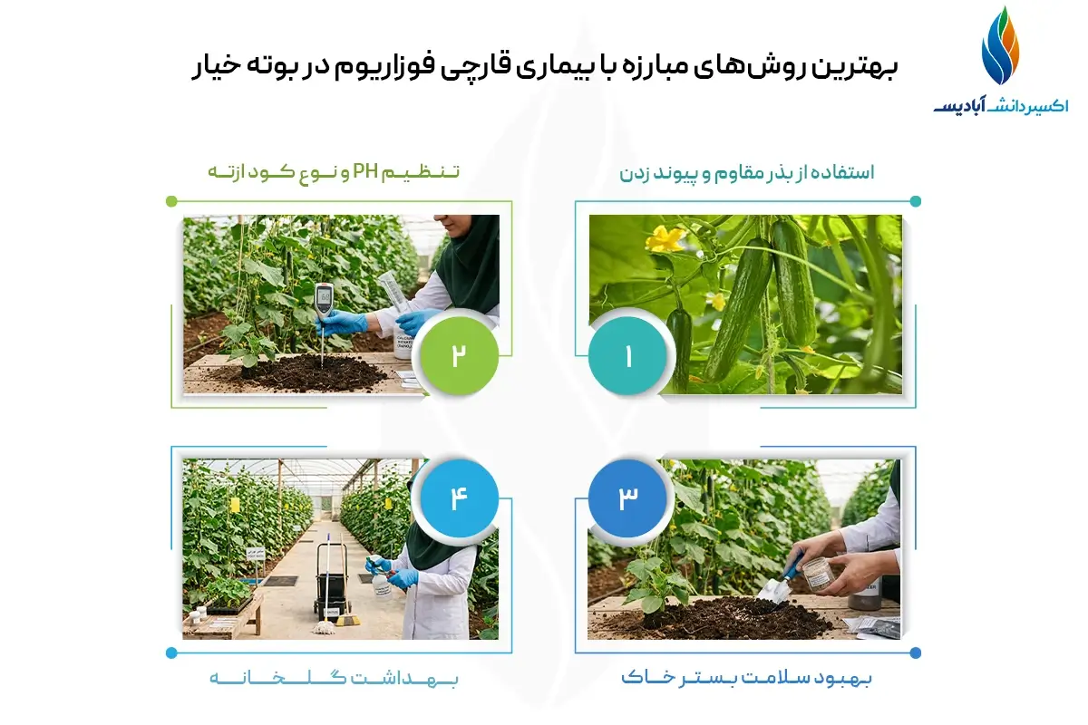 روش‌های مبارزه با بیماری قارچی فوزاریوم در بوته خیار