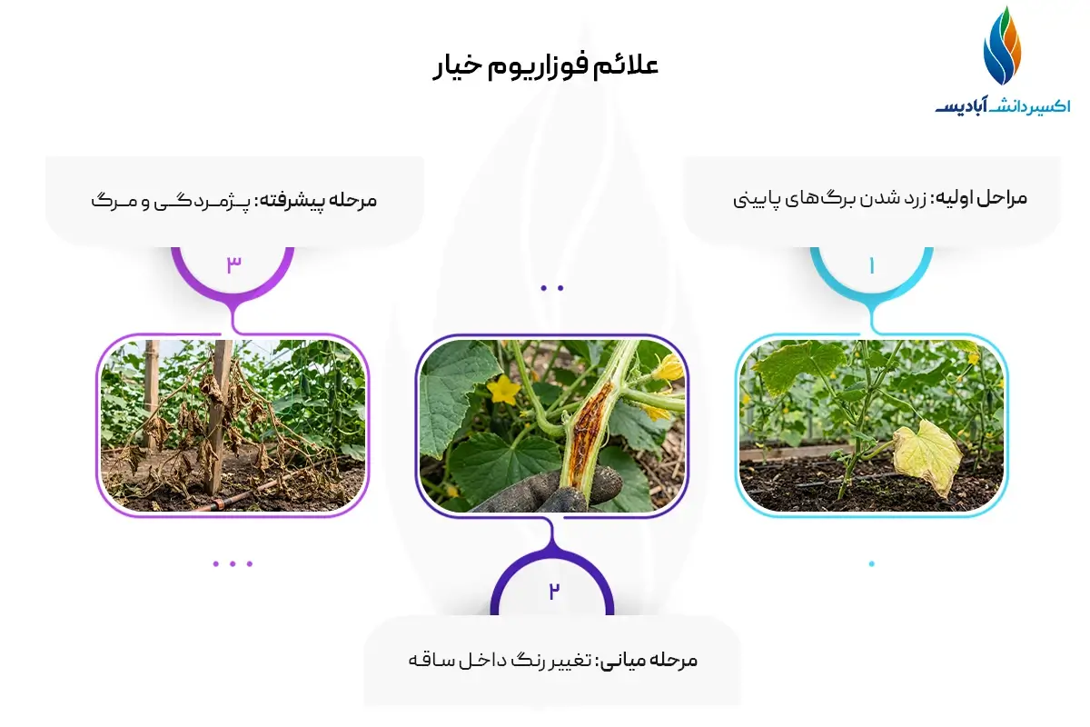 علائم پژمردگی فوزاریومی خیار