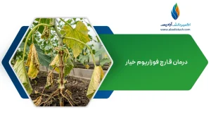 درمان قارچ فوزاریوم خیار