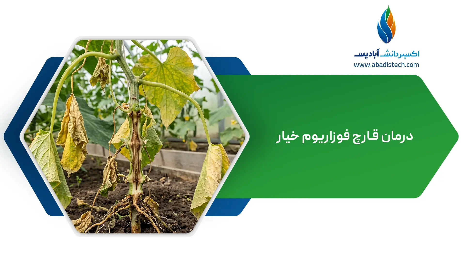 درمان قارچ فوزاریوم خیار