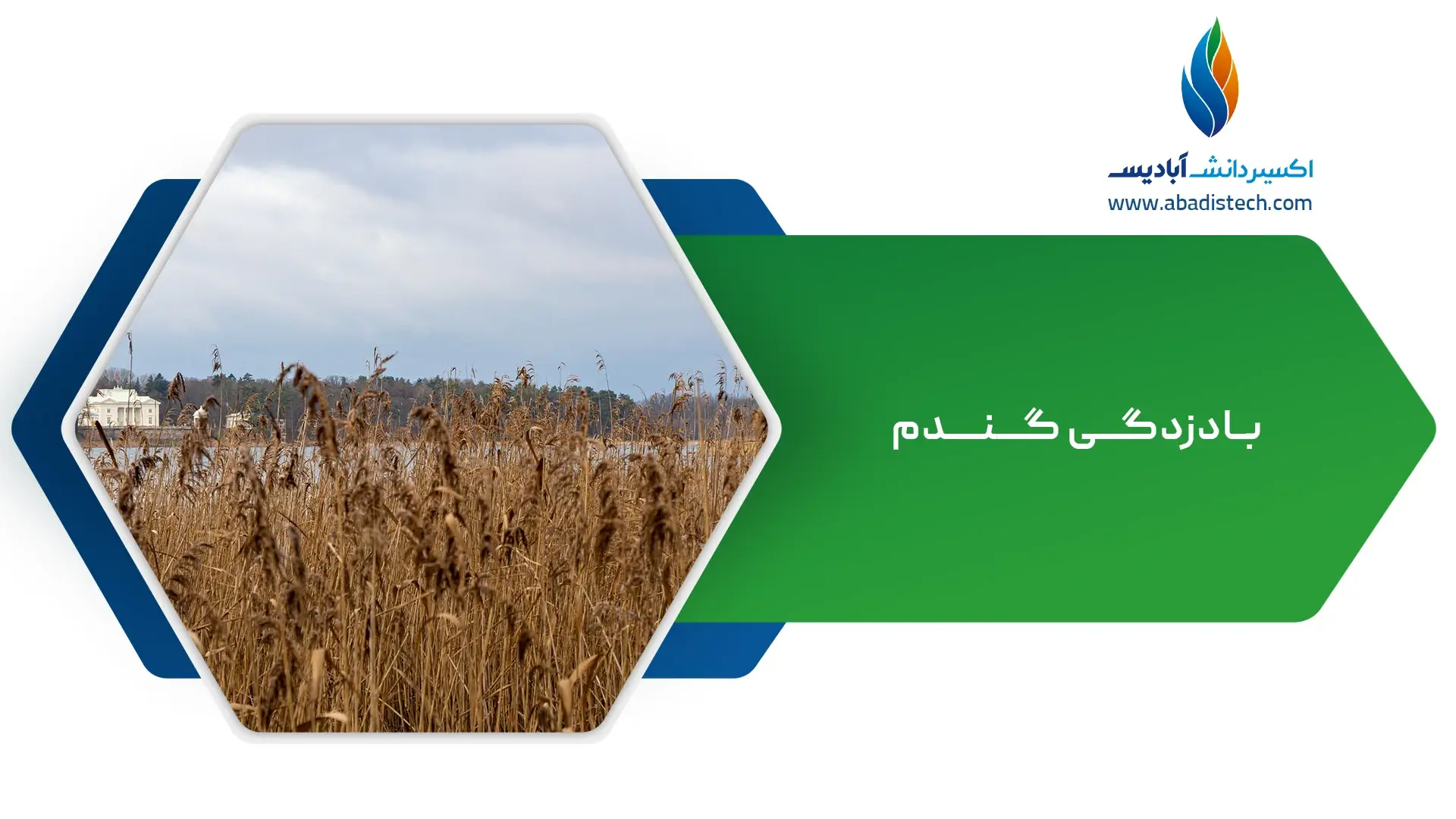 بادزدگی گندم